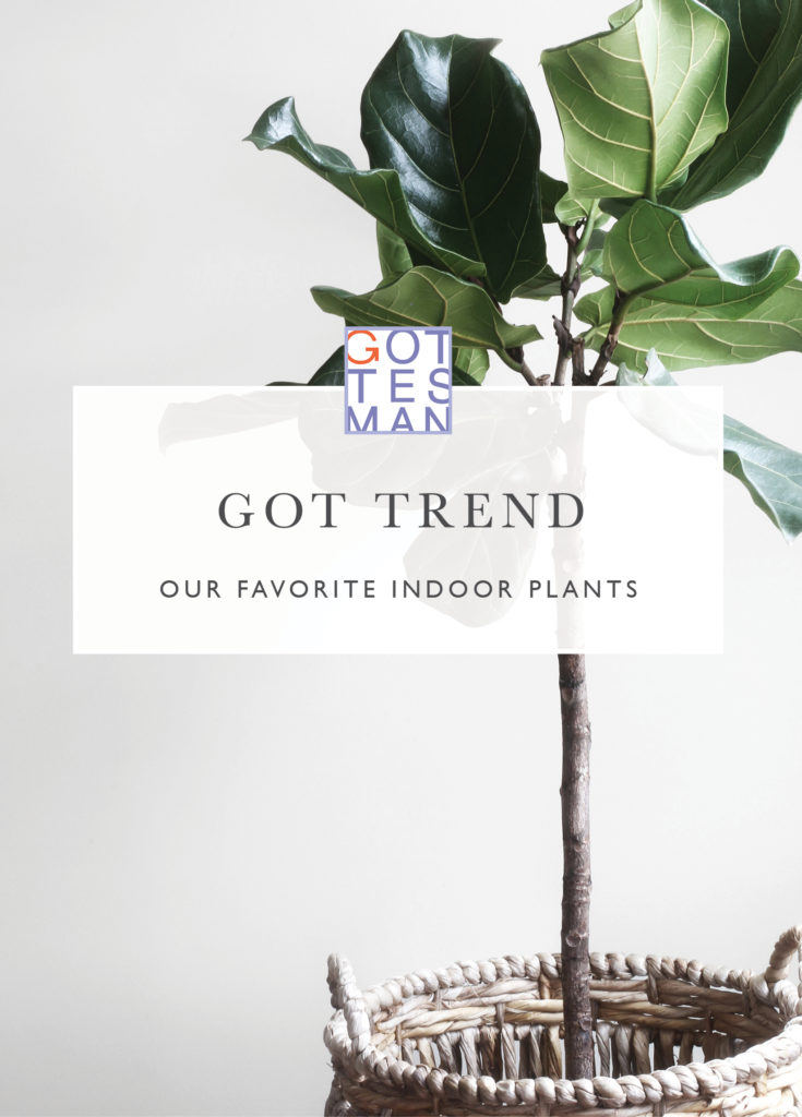 Tall green plant with text overlay, "Got Trend: Our Favorite Indoor Plants"