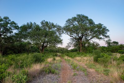 Austin Luxury Real Estate | Gottesman Residential